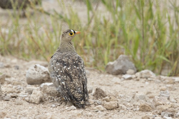 Double-banded Sandgrouse (Pterocles bicinctus) male perched on the ground, Namibia