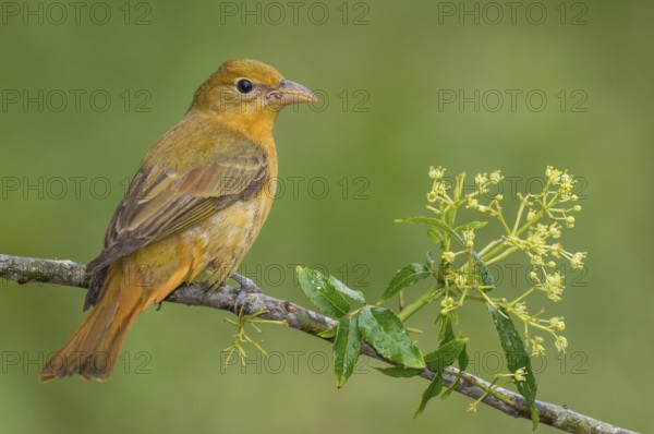 Summer Tanager (Piranga rubra) female perched on a branch, Texas, USA