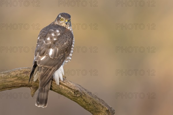 Eurasian Sparrowhawk (Accipiter nisus) female perched on a branch, Saxony-Anhalt, Germany