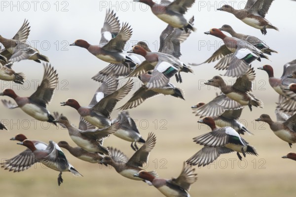 Eurasian Wigeon (Mareca penelope) group taking flight, Netherlands