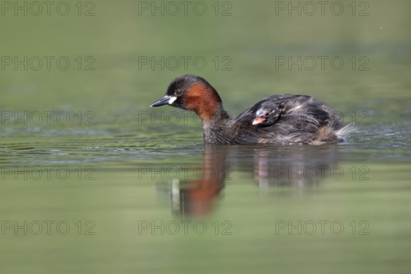 Little Grebe (Tachybaptus ruficollis) with chick, Saxony, Germany