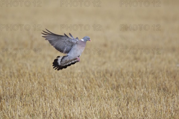 Common Wood Pigeon (Columba palumbus) flying, North Rhine-Westphalia, Germany