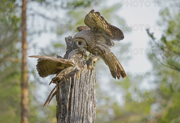 Great Grey Owl (Strix nebulosa) male exchanging a vole with female, Suomussalmi, Finland