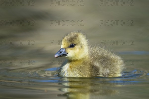 Greylag Goose (Anser anser) chick, Lower Saxony, Germany