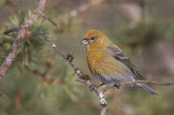 Pine Grosbeak - Hakengimpel - Pinicola enucleator, Finland