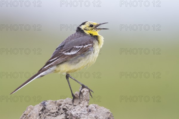 Citrine Wagtail - Zitronenstelze - Motacilla citreola ssp. citreola, Kazakhstan