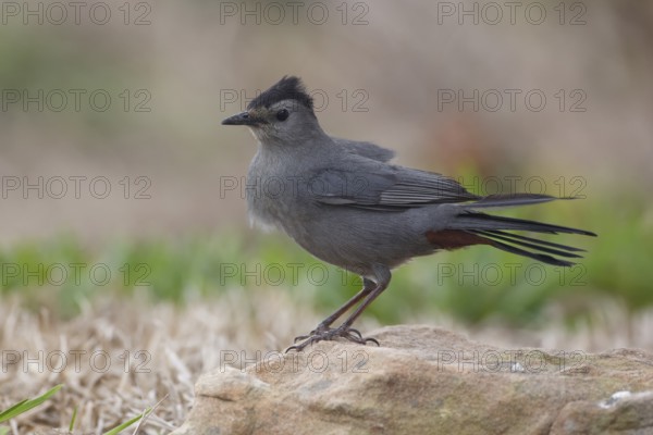 Grey Catbird (Dumetella carolinensis) perched on a stone, Texas, USA