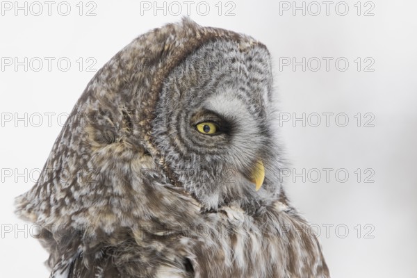 Great Grey Owl (Strix nebulosa), Quebec, Canada