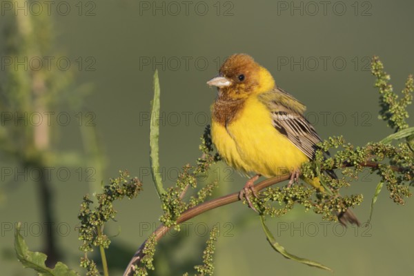 Red-headed Bunting - Braunkopfammer - Emberiza bruniceps, Kyrgyzstan, adult male