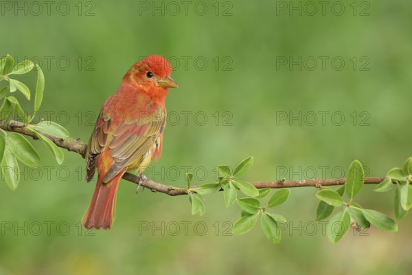 Summer Tanager (Piranga rubra) male perched on a branch, Texas, USA