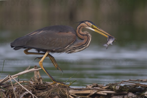 Purple Heron (Ardea purpurea) with fish prey in beak, Subotica, Serbia
