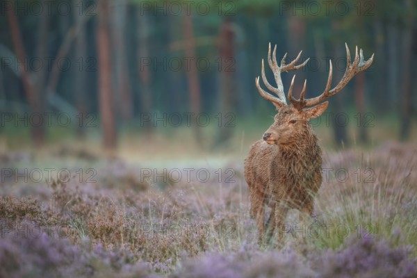 Rothirsch, Cervus elaphus Red Deer, Cervus elaphus