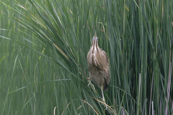 Eurasian Bittern (Botaurus stellaris), Saxony, Germany