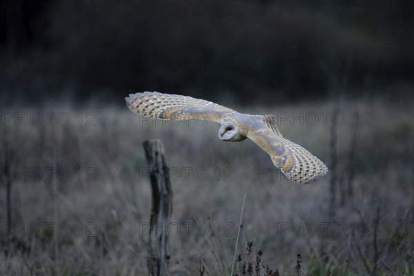 Schleiereule, lat. Tyto alba guttata, fliegt über einer Brachfläche vor einem Waldrand