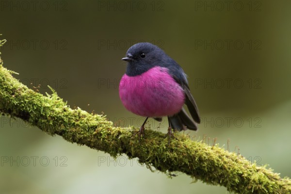 Pink Robin (Petroica rodinogaster) male perched on a mossy branch, Victoria, Australia