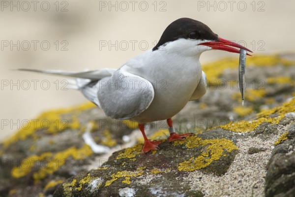 Arctic Tern (Sterna paradisaea), adult with fish on beak, Farne Islands, United Kingdom