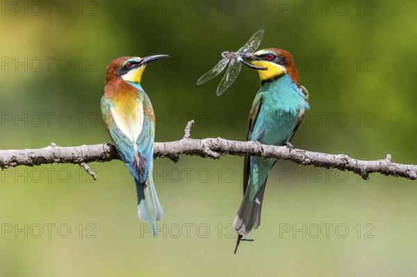 European Bee-eater (Merops apiaster) pair displaying, presentation of a Lesser emperor (Anax parthenope) as bridal gift, Subotica, Serbia