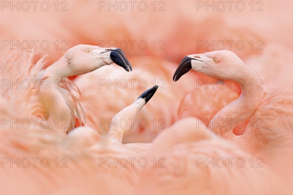 Flaningo fight. American flamingo, Phoenicopterus rubernice, pink big bird, dancing in water, animal in the nature habitat, Cuba, Caribbean. Wildlife scene from nature. Flock of birds