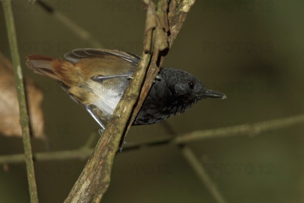 Southern Chestnut-tailed Antbird (Myrmeciza hemimelaena) male, Manu National Park, Peru