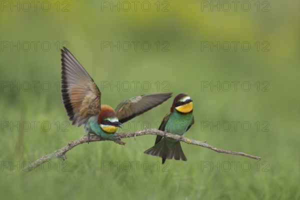 European Bee-eater (Merops apiaster) pair, Bulgaria