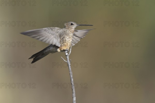 Giant Hummingbird (Patagona gigas), Central Highlands, Peru