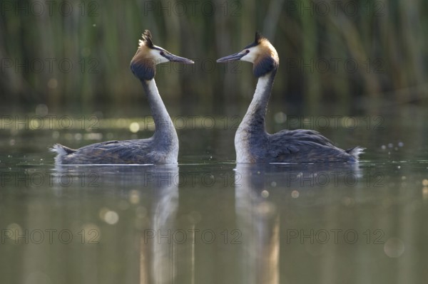Great Crested Grebe (Podiceps cristatus) pair displaying, Saxony, Germany