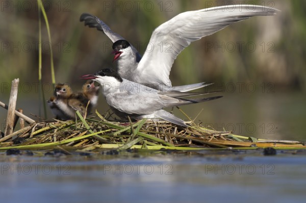 Whiskered Tern (Chlidonias hybrida) feeds chicks, Andalusia, Spain