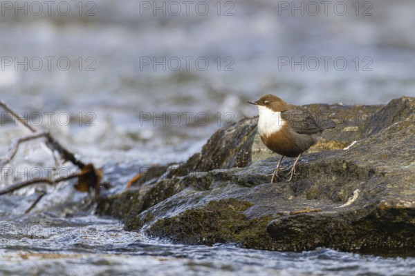 White-throated Dipper (Cinclus cinclus), Carinthia, Austria