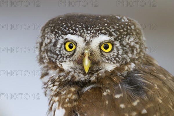 Eurasian Pygmy Owl (Glaucidium passerinum), Vorarlberg, Austria