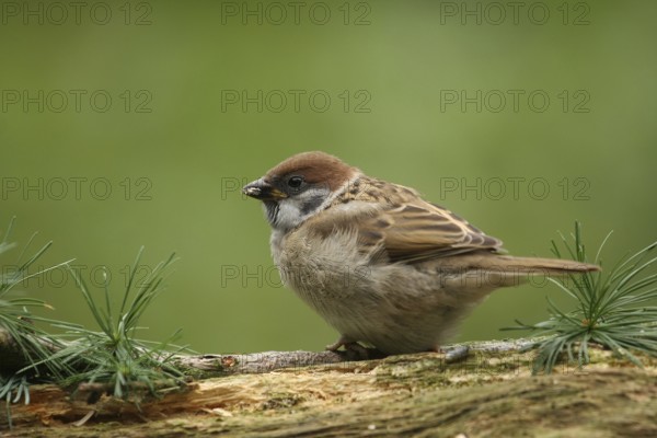 Eurasian Tree Sparrow (Passer montanus) juvenile, Lower Saxony, Germany
