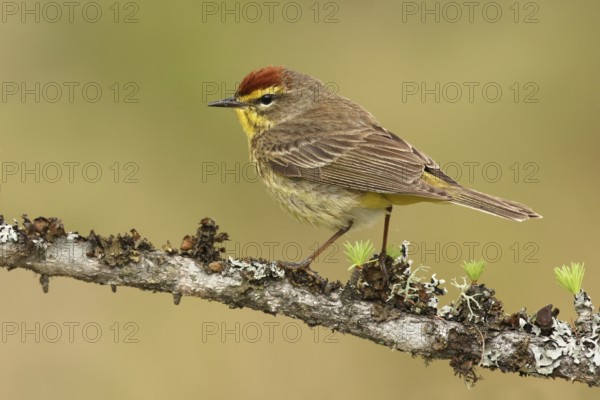 Palm Warbler (Setophaga palmarum palmarum), Michigan, USA
