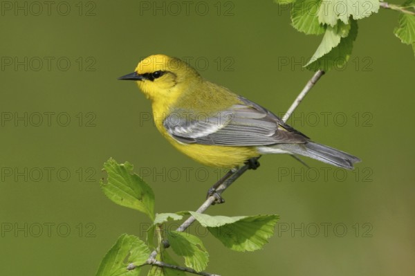 Blue-winged Warbler (Vermivora cyanoptera), Ohio, USA