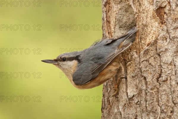 Eurasian Nuthatch (Sitta europaea) female, St. Gallen, Switzerland
