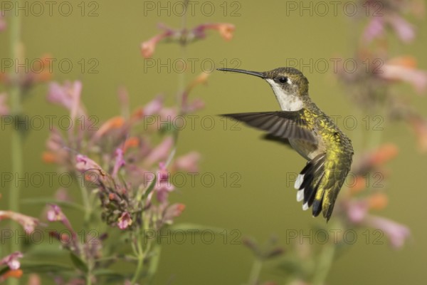 Ruby-throated Hummingbird (Archilochus colubris) flying, Ohio, USA