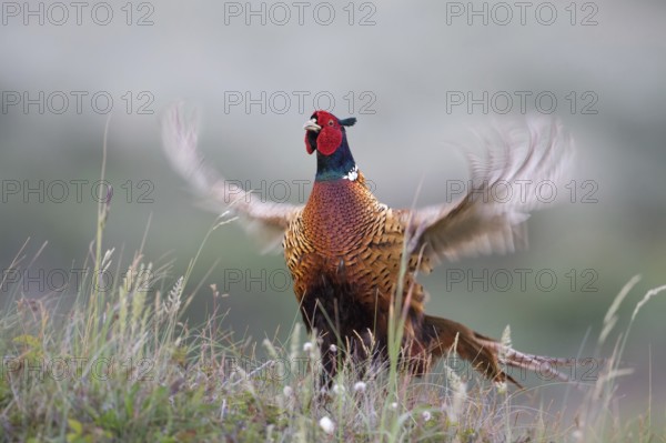 Common Pheasant (Phasianus colchicus) male mating, Texel, Netherlands