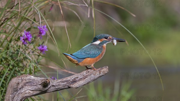 Common Kingfisher (Alcedo atthis) juvenile male carrying fish in bill, Saxony-Anhalt, Germany