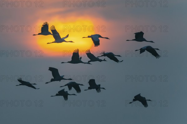 Common Crane (Grus grus) flying, Mecklenburg-Western Pomerania, Germany