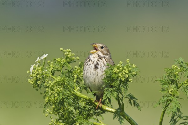 Grauammer (Emberiza calandra) Corn Bunting, male