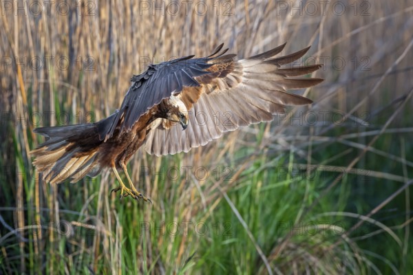 Western Marsh Harrier (Circus aeruginosus) female landing in reeds, Saxony-Anhalt, Germany
