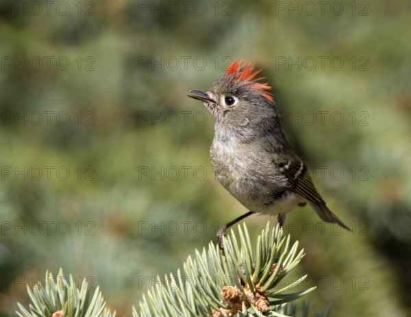 A Ruby-crowned Kinglet, Regulus calendula, singing, on a spruce tree in Saskatoon, Saskatchewan