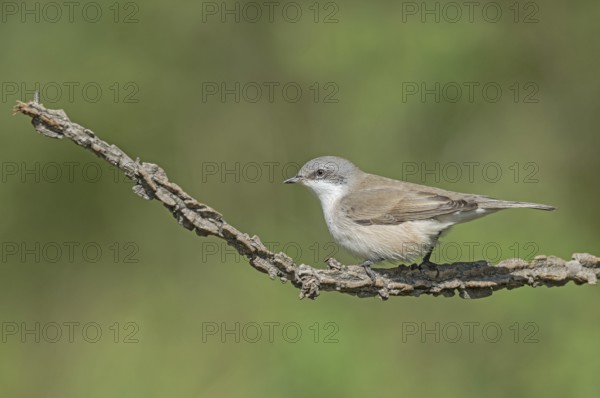 Lesser Whitethroat (Sylvia curruca) perched on a branch, Aosta Valley, Italy