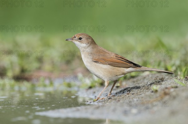 Common Whitethroat (Sylvia communis) at waterhole, Aosta Valley, Italy