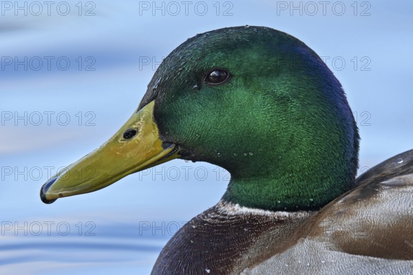 Mallard (Anas platyrhynchos) male, Arizona, USA