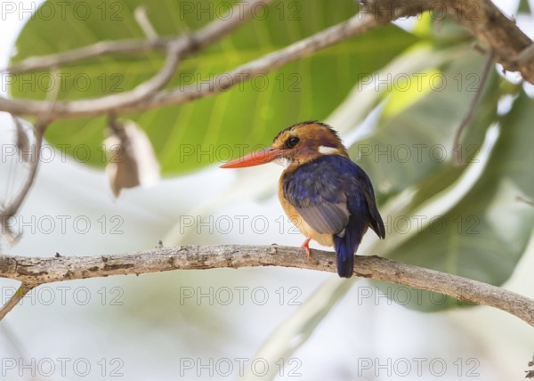 African Pygmy Kingfisher (Ispidina picta), Gambia
