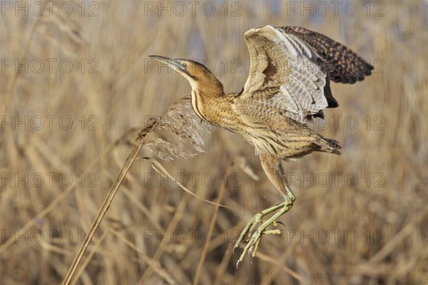 Eurasian Bittern (Botaurus stellaris) flying, Zurich, Switzerland