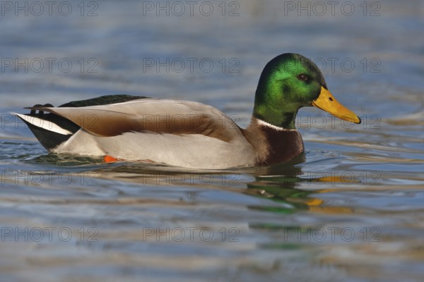 Mallard (Anas platyrhynchos) male, Baden-Wuerttemberg, Germany