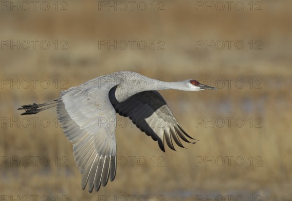 Sandhill Crane (Antigone canadensis) flying, New Mexico, USA