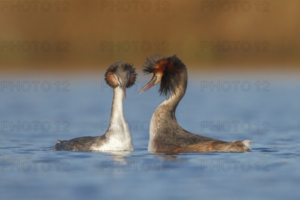 Great Crested Grebe (Podiceps cristatus) pair displaying, Utrecht, Netherlands