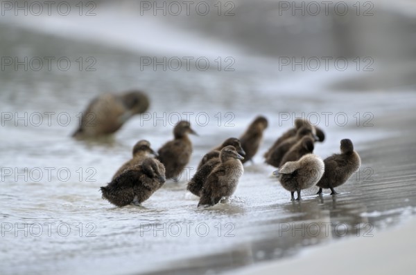 Eiderente (Somateria mollissima), Eider, Jungvoegel am Strand, Weibchen im Hintergrund, Juni, Duene der Insel Helgoland, Schleswig-Holstein, Deutschland