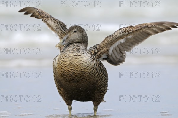 Eiderente (Somateria mollissima), Eider, Weibchen am Strand, schlaegt mit den Fluegeln, Juni, Duene der Insel Helgoland, Schleswig-Holstein, Deutschland